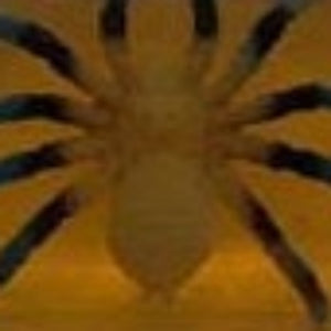 Spider Kids Critter Soap.